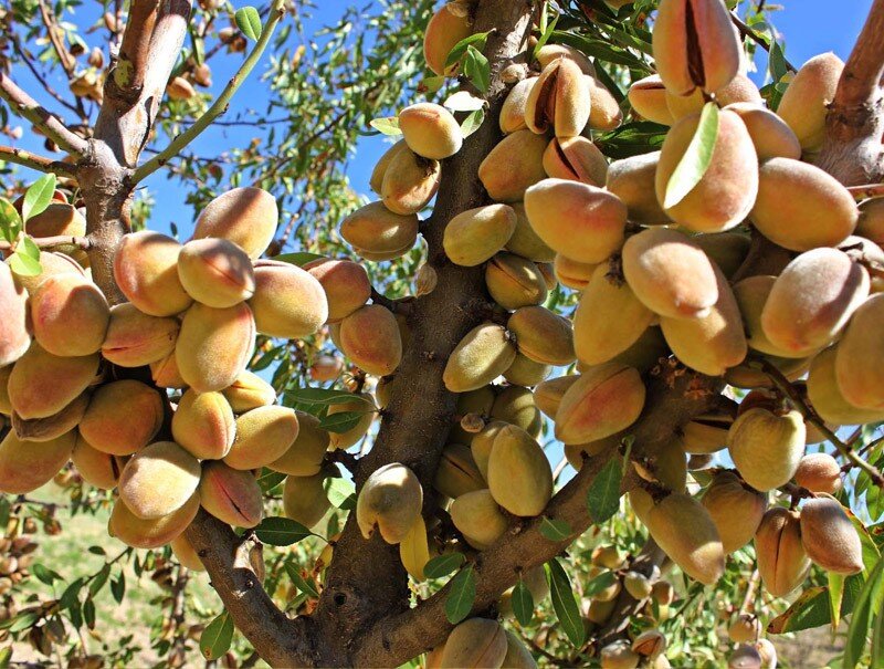 جشنواره درختکاری، نهال گردو فقط ۴۰ هزار
