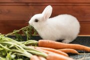ببینید | گول خوردن عجیب یک خرگوش با هویج و فراموش کردن فرزندانش!