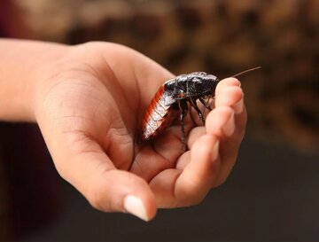 تبدیل سوسک به سایبورگهایی قدرتمند در مسیریابی!