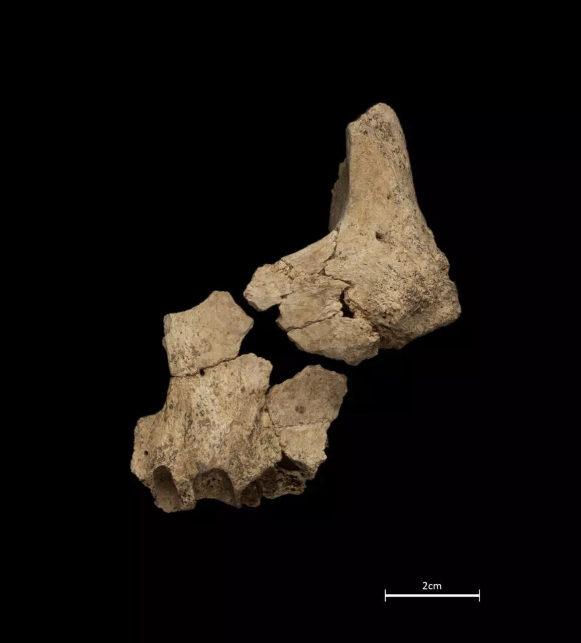 کشفی که تاریخ اروپا را تغییر میدهد / آیا «پینک» حلقه گمشده تکامل است؟