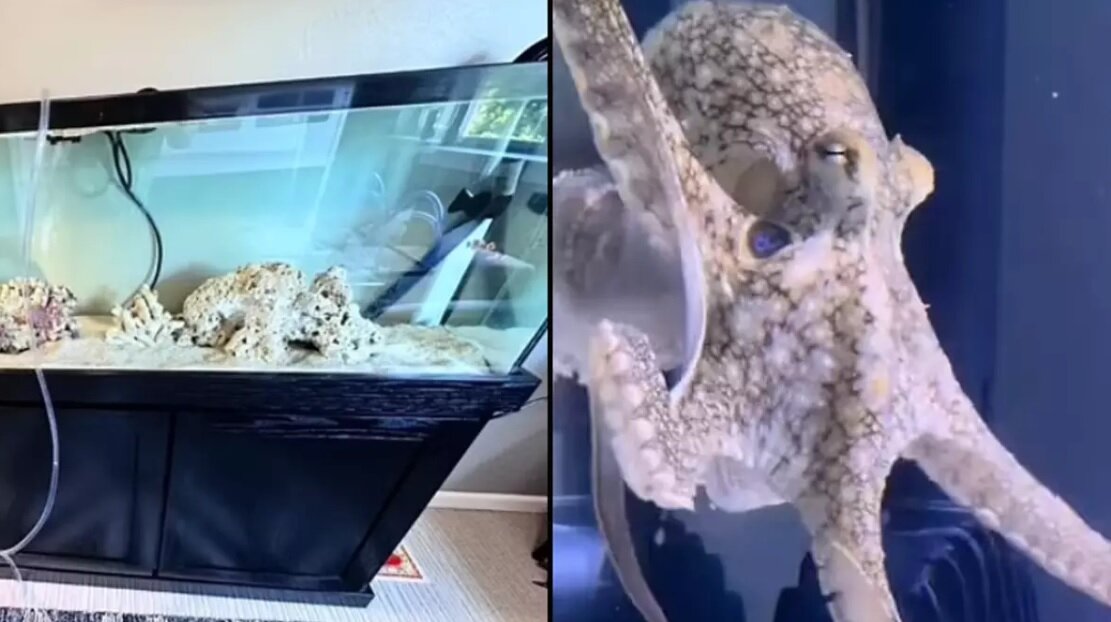 خرید هشتپا برای پسربچه، موجب دردسر خانواده شد/ عکس