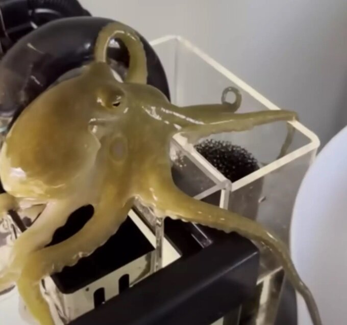 خرید هشتپا برای پسربچه، موجب دردسر خانواده شد/ عکس