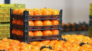 میوه شب عید در زنجان به قیمت تنظیم بازار