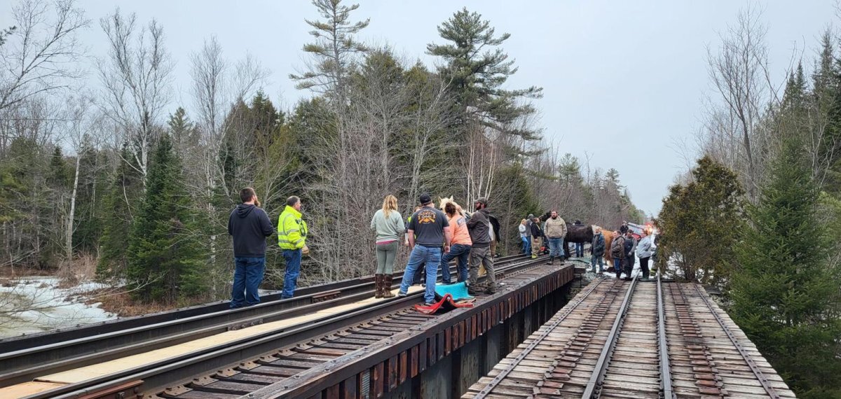 این اسب سرگردان جلوی حرکت قطارها را گرفت/ عکس