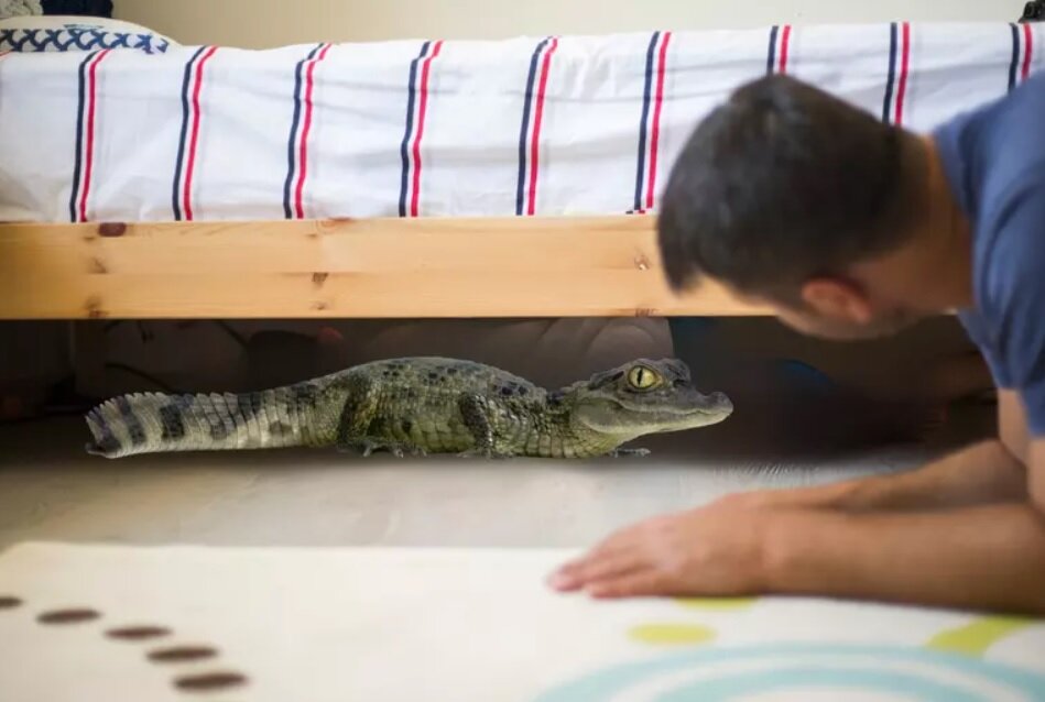 تمساح در یکی از اتاقهای متل/ عکس