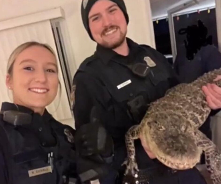 تمساح در یکی از اتاقهای متل/ عکس