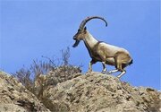 ببینید | تقلید حرکات یوگا توسط بُز باهوش