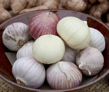 این گیاه ضد ویروس است و کلسترول خون را کاهش میدهد این گیاه ضد ویروس است و کلسترول خون را کاهش میدهد