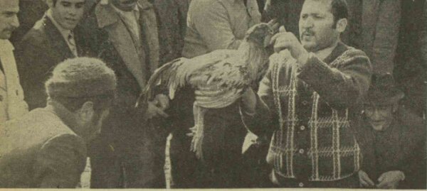 از مربی تختی تا خانمهای چیتان پیتان و دکتر و مهندس «خروسباز» بودند