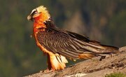 عکس | شکار بی‌نظیر یک عکاس؛ ثبت تصویر پرواز همای سعادت در کنار یک کلاغ در دل آسمان