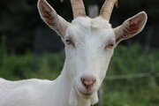 ببینید | اثرات تنش عصبی بر روی بز حامله!