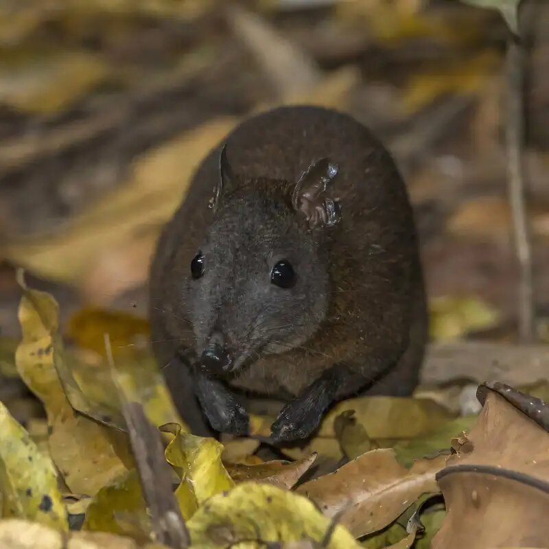 تنها کانگورویی که نمیجهد/ راز راه رفتن عجیب کانگوروها