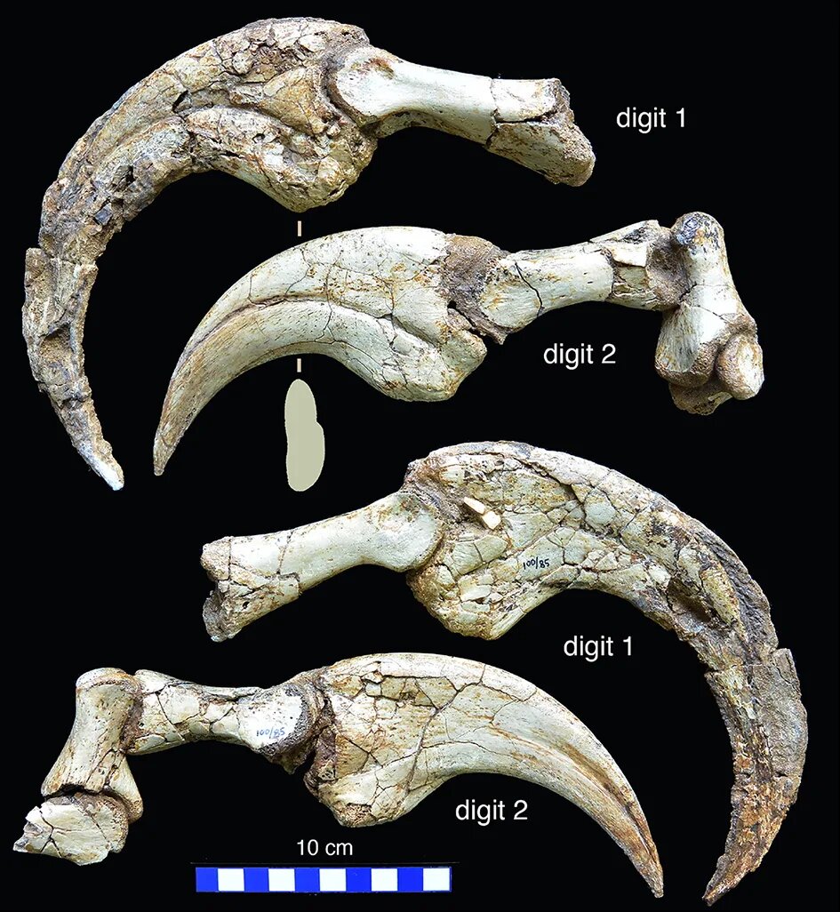 کشف گونه جدید دایناسور دو انگشتی در مغولستان /عکس
