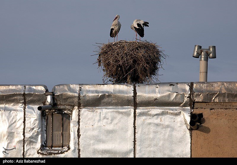 این روستا ۵۰ ساله که میزبان لک لکها شده است / عکس