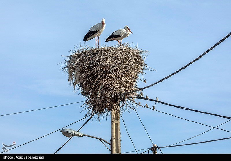 این روستا ۵۰ ساله که میزبان لک لکها شده است / عکس