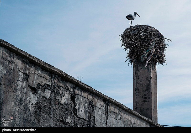 این روستا ۵۰ ساله که میزبان لک لکها شده است / عکس