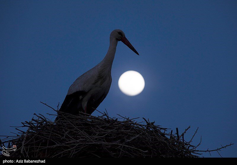 این روستا ۵۰ ساله که میزبان لک لکها شده است / عکس