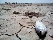 انجام پایش میدانی وضعیت آبگیری منابع بالادستی تالاب جازموریان