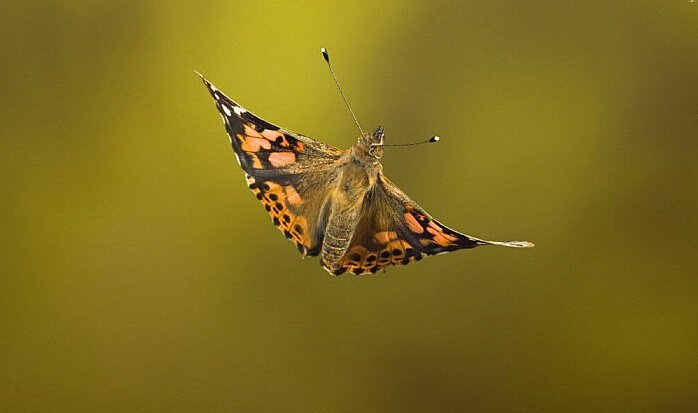 شگفتی طبیعت؛ پروانهای که ۴۲۰۰ کیلومتر بدون توقف پرواز کرد!