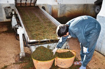 آغاز برداشت برگ سبز چای در کلارآباد مازندران آغاز برداشت برگ سبز چای در کلارآباد مازندران