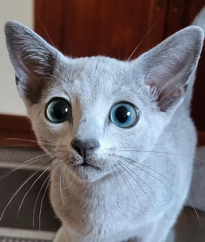 زیباترین گربه جهان انتخاب شد/ عکس