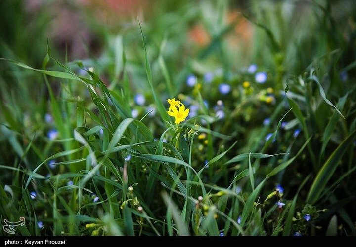 بهار  شهرستان سنندج