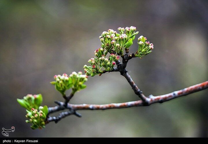 بهار  شهرستان سنندج