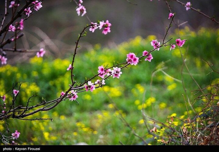 بهار  شهرستان سنندج