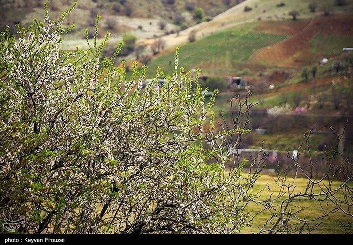 بهار  شهرستان سنندج