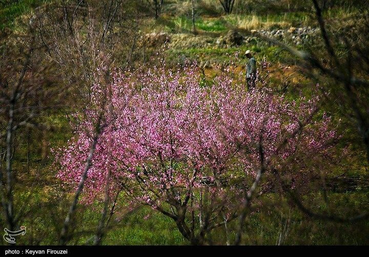 بهار  شهرستان سنندج