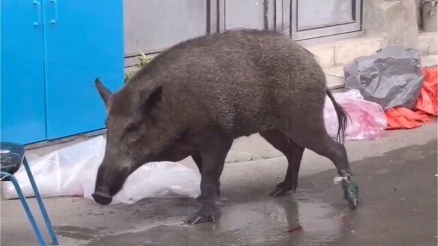 حواشی «پایتخت ۷»؛ تعقیب و گریز بهرام افشاری و حواله خودرو فوتبالیستها