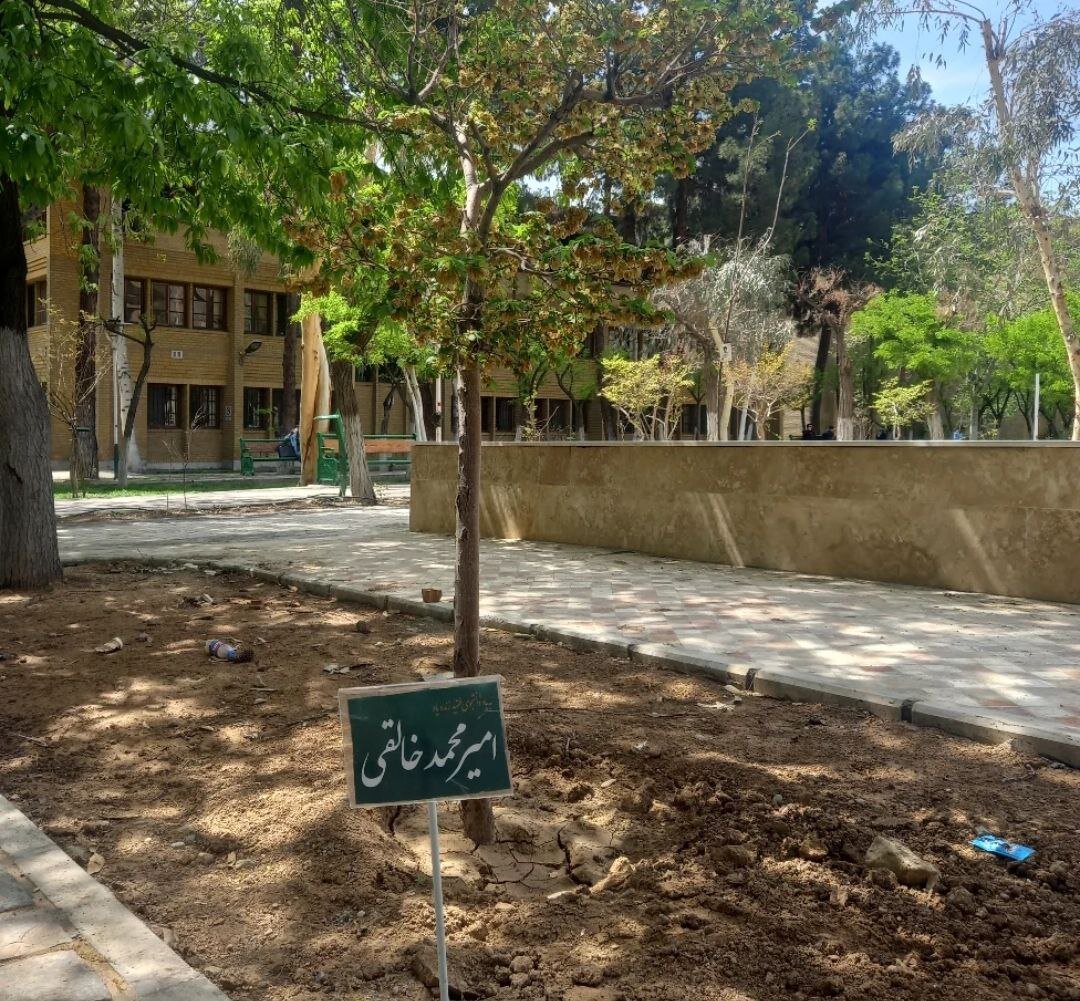 این نهال به یاد امیر محمد خالقی کاشته شد/ عکس این نهال به یاد امیر محمد خالقی کاشته شد/ عکس