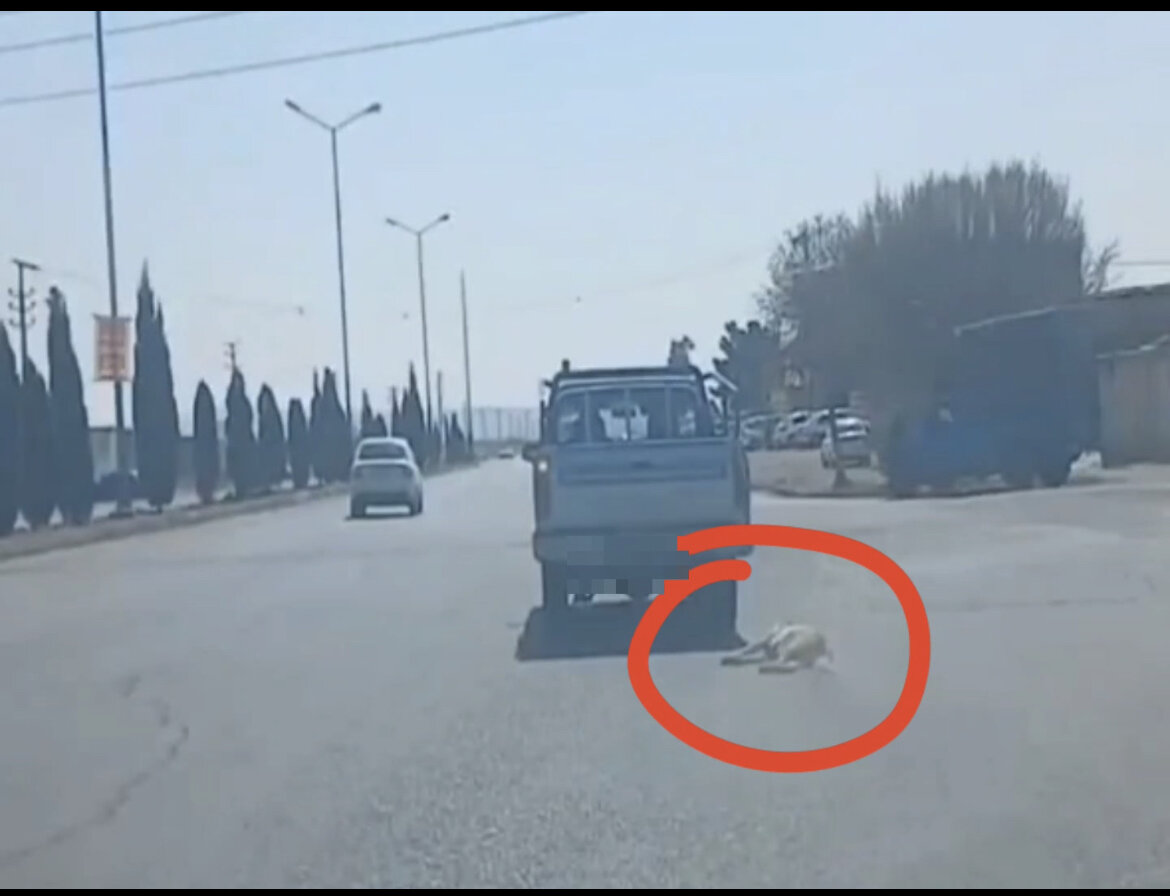 تشکیل پرونده قضایی برای فرد حیوان آزار در سمنان/ عکس