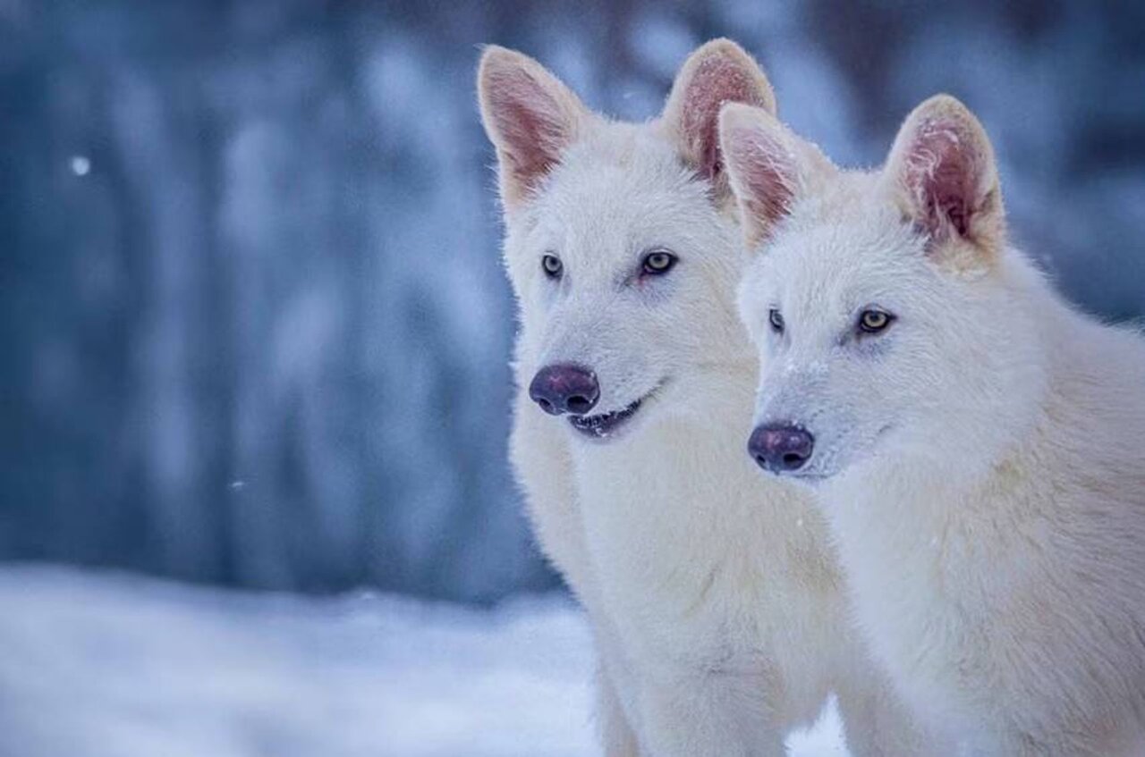 توله گرگ های وحشت