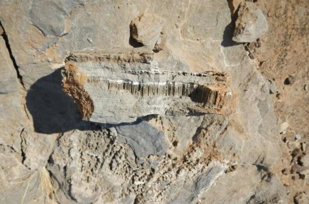 ریز تونلهای عجیب؛ ساخته موجودی منقرضشده یا پدیدهای زمینساخت