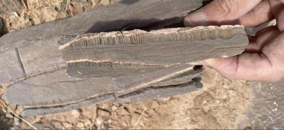 ریز تونلهای عجیب؛ ساخته موجودی منقرضشده یا پدیدهای زمینساخت