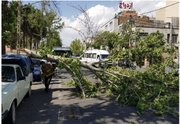 تندباد با سرعت بیش از ۷۰ کیلومتر، همدان را درنوردید