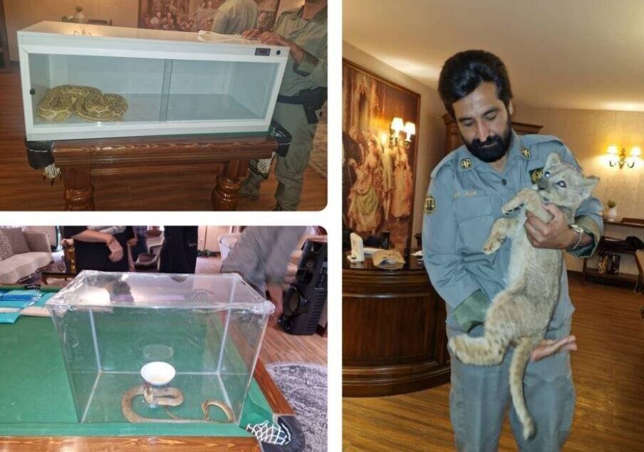 کشف یک شیر وحشی و ۲ مار پیتون و کبری در خانهای در تهران/ عکس