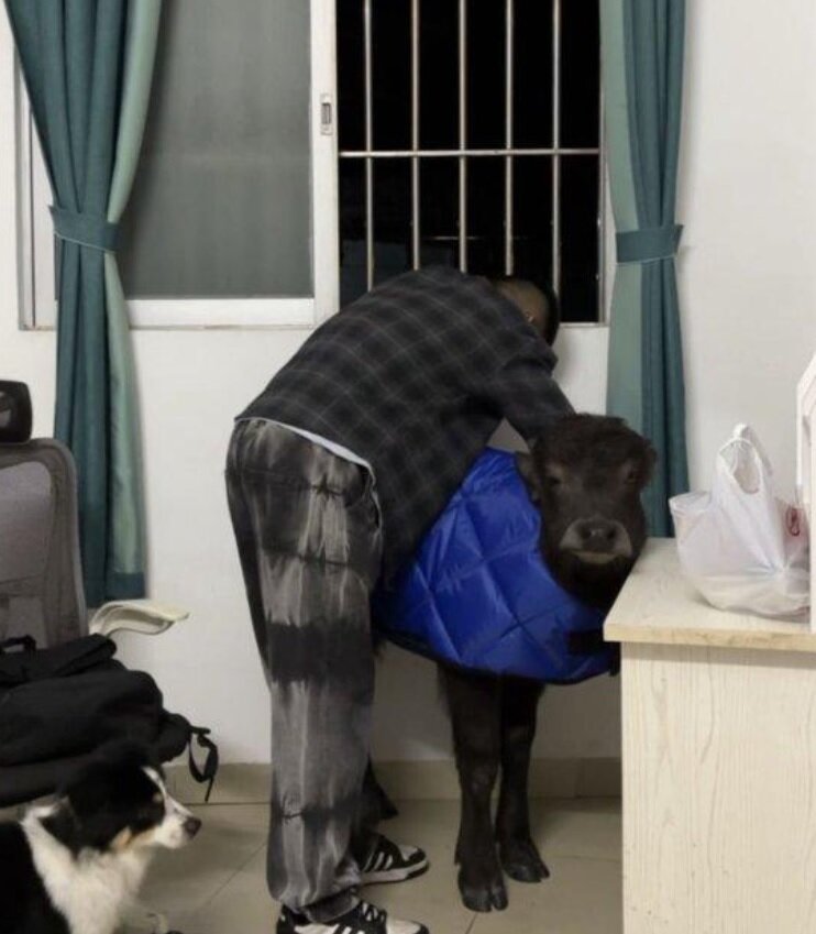 نگهداری گوساله در آپارتمان اجارهای/ عکس