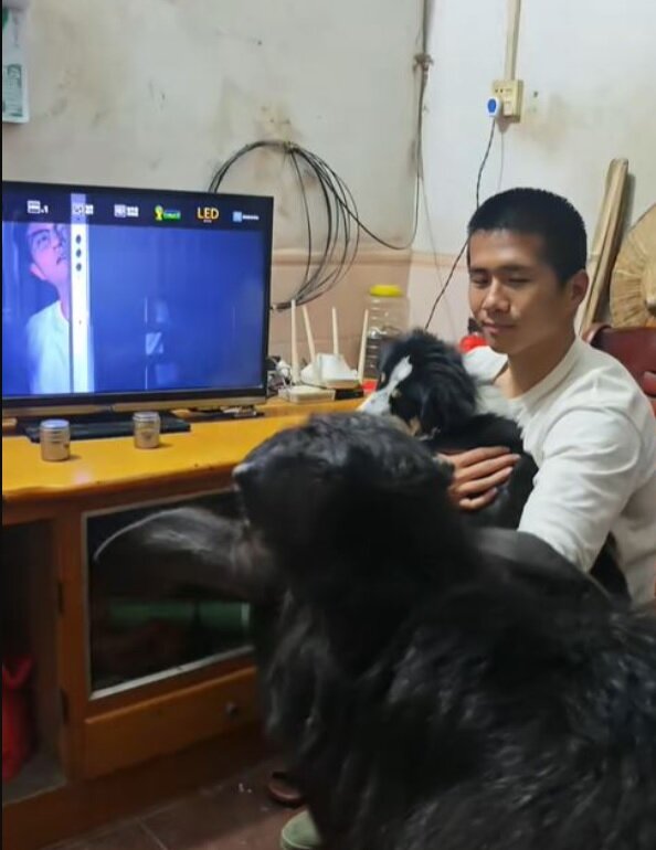 نگهداری گوساله در آپارتمان اجارهای/ عکس