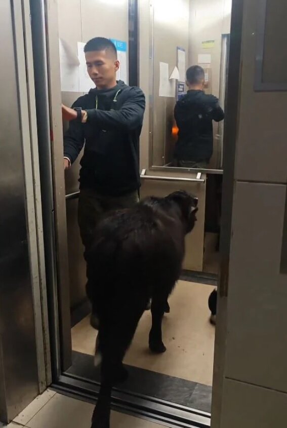 نگهداری گوساله در آپارتمان اجارهای/ عکس