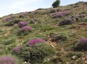 ممنوعیت بهره‌برداری و برداشت غیرمجاز از مراتع وگیاهان دارویی در استان سمنان