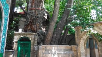 آخرین وضعیت چنارهای کهنسال مسجد جامع برغان