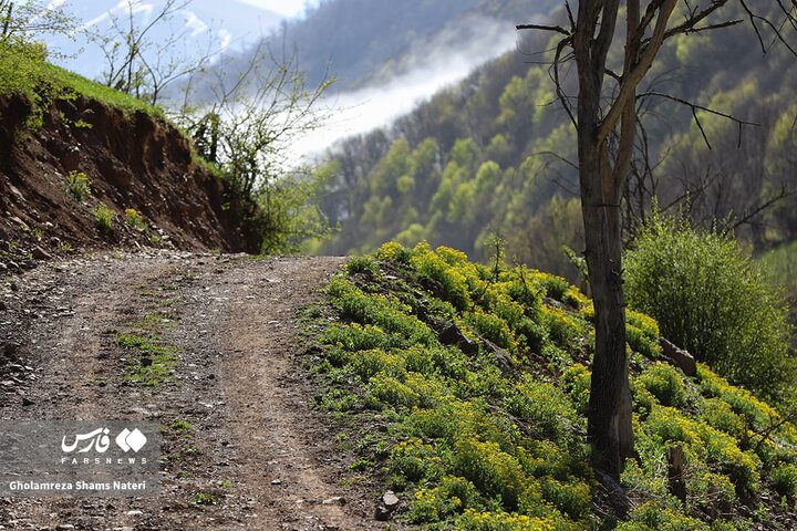 طبیعت بهاری کوهستان چالوس
