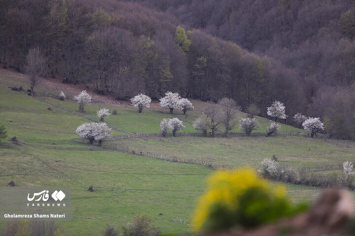 طبیعت بهاری کوهستان چالوس