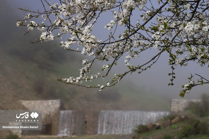 طبیعت بهاری کوهستان چالوس