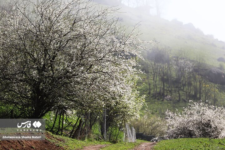 طبیعت بهاری کوهستان چالوس