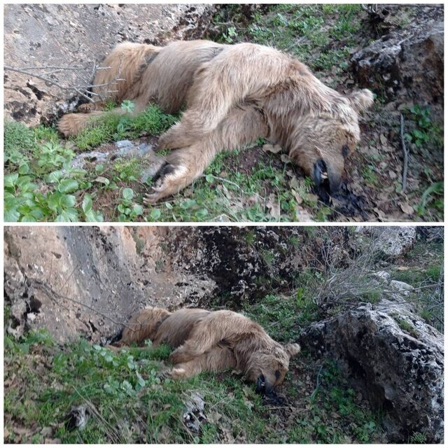 مرگ یک خرس قهوهای در دالاهو/ عکس