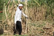 خشک شدن مزارع نیشکر؛ هشدار کارگران نیشکر هفت‌تپه درباره تنش معیشتی