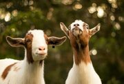 زندگی بزهای اسرارآمیز در جزیره‌ای بدون آب شیرین